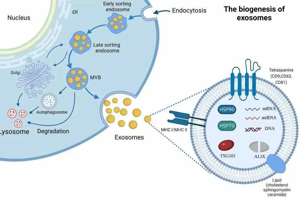 外泌体生物发生与提取流程SOP总览图